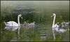 Swimming-Swans.jpg