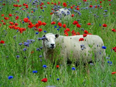 Click to view full size image