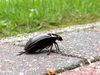 Black_Beetle_3_res.jpg