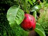 DSC03453_Apple.jpg