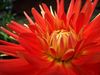 DSC03528_Dahlia.jpg