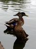 DSC03866_Double_Duck.jpg