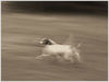 Dog_in_full_flight_mono_framed_xtra_contr_res.jpg