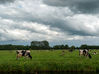 Friesian_Landscape_cloned_res.jpg