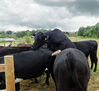 Friesian_Landscape_res_The_Hots_2_edited-1.jpg