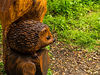 Hedgehog_res.jpg