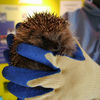 Hedgehogs_One_in_the_hand_res.jpg