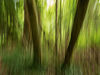 ICM_forest_res.jpg