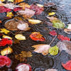 Leaves_in_a_Puddle_square_res.jpg