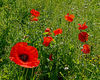 Poppies_cr_res.jpg