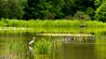 Spring_green_with_heron_res.jpg