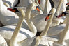 Swans_cropped_res.jpg