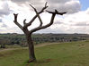 Tree_St_Cath_Hill_res.jpg