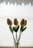 Tulips_from_Lapelstraat_res.jpg