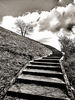 Winchester_tree_steps_xtra_hi_contrast_BW_res.jpg