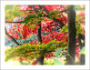 autumn_6554_more_colour_vignette_adj5_framed_res.jpg