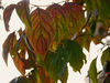 autumn_leaves_photopop_res.jpg