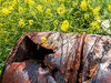farm_1686_yellow_and_rust_edited-1.jpg
