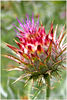 Artichoke_Flower.jpg