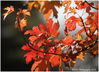 Backlit_Leaves.jpg