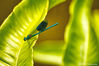 Banded_demoiselle_28Calopteryx_splendens29.jpg