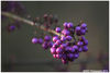 Filename=Callicarpa_Bodinieri_28Beauty_Berry29_.jpg
Filesize=504KiB
Dimensions=1240x831
Date added=Jan 11, 2015 Callicarpa_Bodinieri_28Beauty_Berry29_.jpg