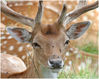 Deer_Portrait.jpg