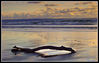 Driftwood.jpg