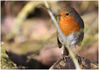 Lower_Moor_Farm__Robin_1024.jpg