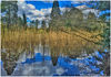 Reflections_in_the_lake.jpg