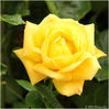 Yellow_Rose.jpg