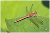 orange_dragonfly.jpg