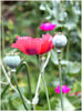 poppy.jpg