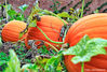 pumpkins.jpg