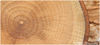 tree_rings.jpg