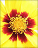 yellow_flower_macro.jpg