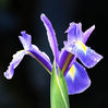 iris.jpg