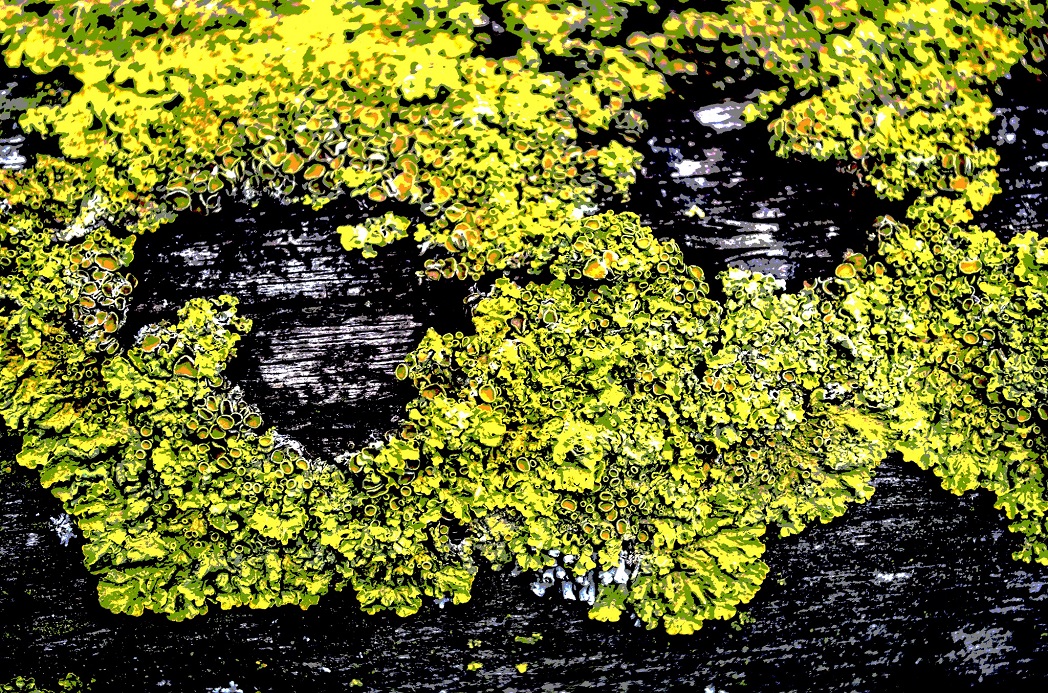 abstract_lichen.jpg