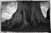 Tree Roots
