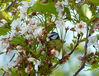 May_Blossom_with_Little_Bluetit.jpg