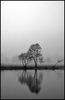 Filename=Misty_tree_1.jpg
Filesize=267KiB
Dimensions=834x1280
Date added=Dec 12, 2013 Misty_tree_1.jpg