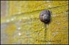 SNAIL_edited-2.jpg