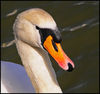 Swan_head_resize.jpg