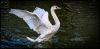 Swanning_about.jpg