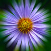 Aster_Tataricus1~0.jpg