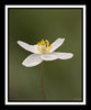 Wood_Anemone_28anemone_nemorosa29.jpg