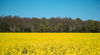 Oil_Seed_Rape.jpg