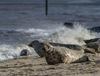 Seals