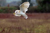 British_Barn_Owl.jpg