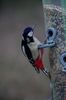 Great_Spotted_Woodpecker.jpg